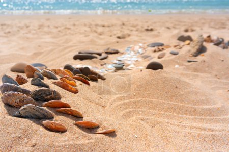Téléchargez les photos : Coquillages éparpillés sur une plage de sable, offrant un aperçu pittoresque de la beauté côtière - en image libre de droit