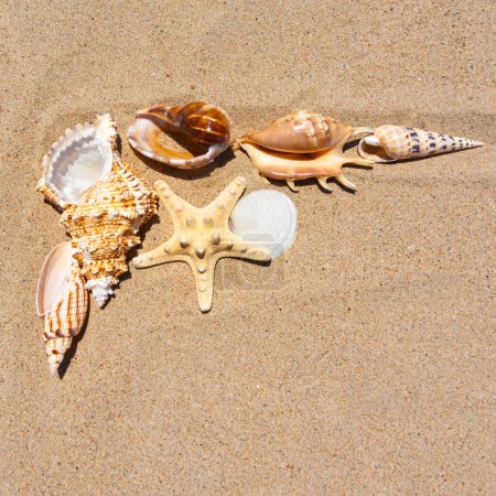 Photo for Corner of a scrapbook frame adorned with exquisite seashells on sandy beach, a decorative element capturing the essence of the seaside - Royalty Free Image
