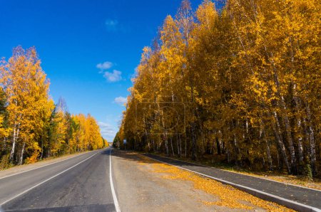 Téléchargez les photos : Beau paysage automnal : une chaussée vide couverte de feuilles tombées. Autoroute un jour d'automne, route pavée à travers les arbres d'automne dorés contre le ciel - en image libre de droit