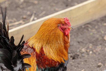 Foto de Retrato de un magnífico gallo colorido para la cría de aves de corral, banner eco rancho agricultura, información veterinaria, primer plano - Imagen libre de derechos