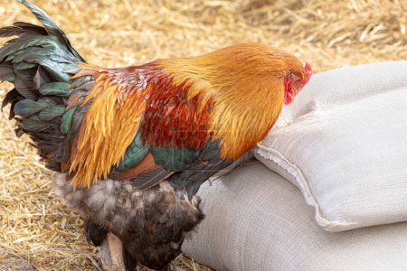 Foto de Magnífico gallo colorido picoteando una bolsa de grano. Para la cría de aves de corral, agricultura eco rancho banner, información veterinaria - Imagen libre de derechos