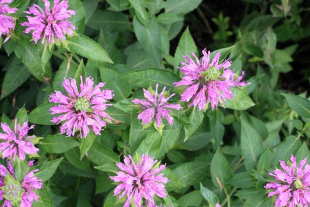 Flower heads of Monarda didyma, called bergamot or beebalm. It is an edible and medicinal flower loved by bumblebees.