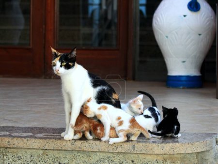 Téléchargez les photos : Chat de rue et ses six chatons mignons en Egypte. Chatons allaités par sa mère chat. - en image libre de droit
