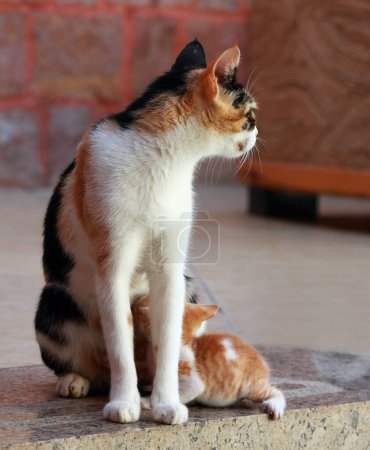 Téléchargez les photos : Chat de rue et ses chatons mignons. Chatons allaités par sa mère chat en Egypte. - en image libre de droit