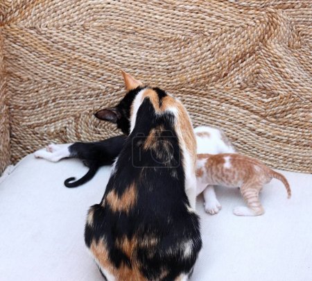 Téléchargez les photos : Mère chat prenant soin de ses chatons mignons. Chatons allaités par leur chat mère sur un canapé à côté de l'hôtel en Egypte. - en image libre de droit
