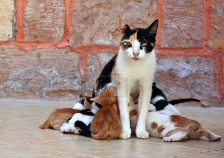 Téléchargez les photos : Une mère chat avec des chatons mignons. Chatons allaités par sa mère chat en face de l'hôtel en Egypte. - en image libre de droit