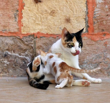 Téléchargez les photos : Une mère chat avec chaton mignon. Chaton allaité par sa mère chat en face de l'hôtel en Egypte. - en image libre de droit