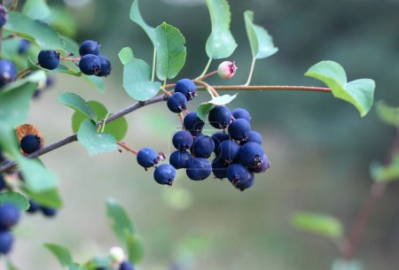 Rama con bayas de Amelanchier alnifolia llamado Smoky Saskatoon, Pacific serviceberry, Western serviceberry or dwarf shadbush. Detalle de rama arbustiva con frutos comestibles similares a bayas. 