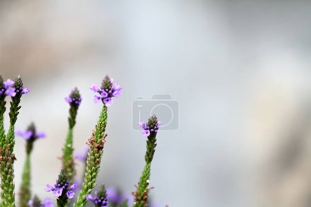 Natural background, flower heads of Verbena officinalis, the common vervain or holy herb.  Flower against blurred stone wall, copy space. 
