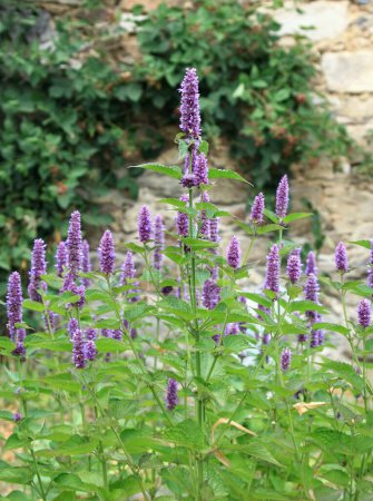 Flowering Agastache foeniculum, also called anise hyssop or Indian mint in herb garden. Traditional favourite decorative flower agastache has many medicinal uses.  Blackberry bush by the stone wall.