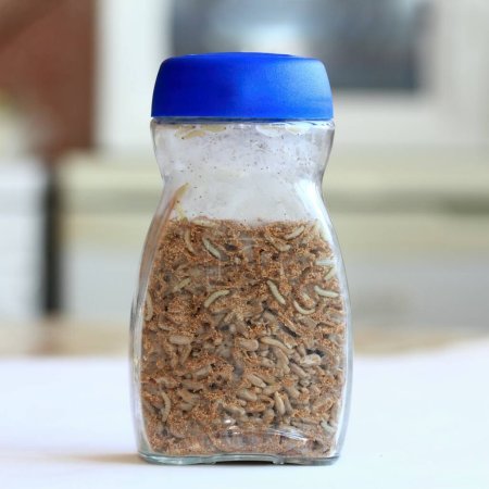 Glass with sunflower seeds full of Indian meal moth larvae, Plodia interpunctella in the kitchen. Also known as pantry, flour or grain moth.