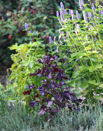 Kräutergarten mit violettem Shiso, Perilla furtescens var. Chispa, japanisches Kraut. Vorne Thymian, rechts Agastache foeniculum, hinten grüner Shiso, hinten blühende Brombeeren. 