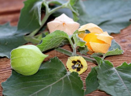 Berries at all stages of growth and stem with flower of Physalis peruviana on the table. Also known cape gooseberry, ground cherry or winter cherry.