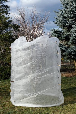Apricot tree in bloom protected against frost.  Small flowering apricot tree in early spring wrapped in nonwoven fabric.