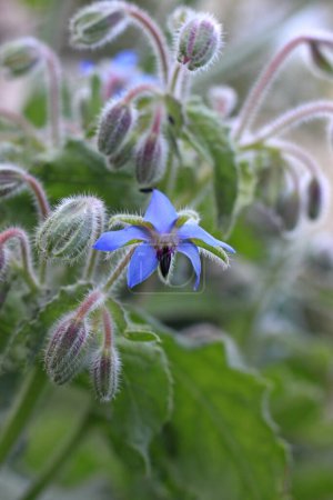 Foto de Borraja, lat Borago officinalis, flores azules en flor. Borago starflower es la hierba medicinal favorita con flores comestibles. - Imagen libre de derechos