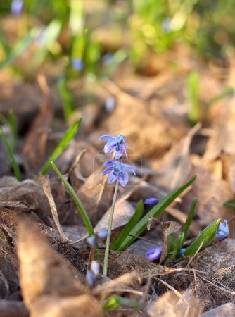 Blue flowers of Siberian squill, lat.  Scilla siberica.  Flowering bulbous plant in spring garden growing from autumn leaves,.