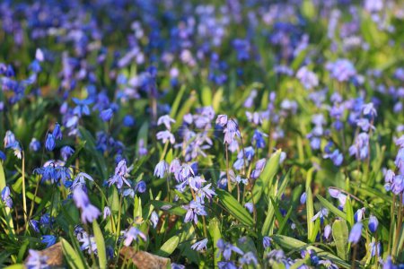 Blaue Blüten des Sibirischen Schieles, lat. Scilla siberica. Blühende Zwiebelpflanze im Frühlingsgarten gut als natürlicher Hintergrund. 