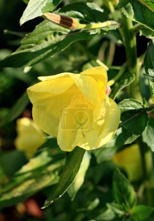 Evening primrose, lat. Oenothera biennis, flower head in detail. Sundrops flower in bloom with drops of dew in the morning sun.