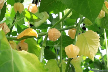 Reife Früchte von Physalis peruviana, weißer Hintergrund. Auch bekannt als Goldbeere, Kapstachelbeere, gemahlene Kirschen oder Winterkirsche.