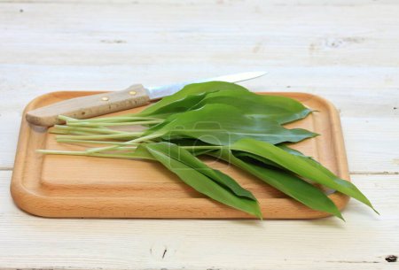 Photo for Fresh leaves of bear garlic on rustic wood chopping board. Wild garlic, lat. Allium ursinum, healthy spring edible plant. - Royalty Free Image