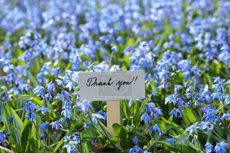 Thank you card placed among bluebells.  Welcoming card and natural background of Siberian scilla, lat. Scilla siberica in spring garden.