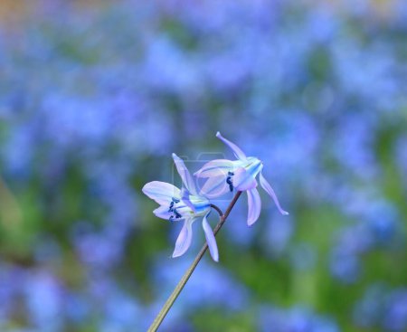 Blue flowers of Siberian squill, lat.  Scilla siberica. Natural background of flowering bulbous bluebells plant in spring garden.