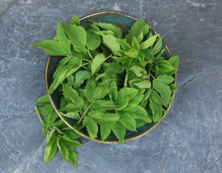 Aegopodium podagraria, communément appelé herbe de sureau ou d'évêque moulue dans un bol. Il est utilisé comme aliment et en médecine traditionnelle pour les articulations douloureuses.