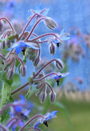 Foto de Borraja, lat Borago officinalis, flores azules en flor. Borago starflower es la hierba medicinal favorita con flores comestibles. - Imagen libre de derechos