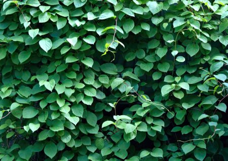 Téléchargez les photos : Fond naturel de feuilles vertes de Schizandra chinensis. Concentrez-vous sur les brindilles qui grimpent et cachent le conteneur par une journée ensoleillée. - en image libre de droit