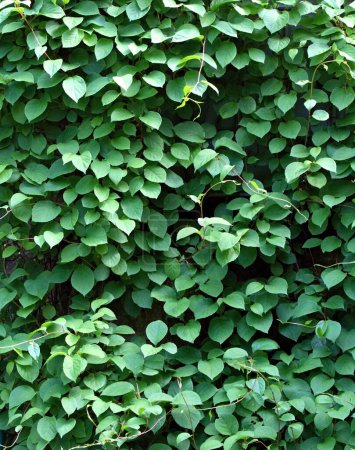 Natürlicher Hintergrund der grünen Blätter von Schizandra chinensis, Magnolienreben. Konzentrieren Sie sich auf die Zweige, die nach oben klettern und den Behälter an einem sonnigen Tag verstecken.