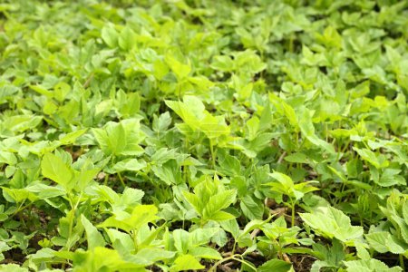 Aegopodium podagraria, gemeinhin als gemahlener Holunder oder Bischofskraut in einer Schüssel bezeichnet. . Es wird als Nahrungsmittel und in der traditionellen Medizin bei schmerzhaften Gelenken verwendet.