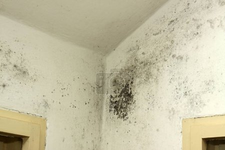 Schwarzer Schimmel und Pilz in der Ecke neben einem alten Fenster. Gefährlich für die menschliche Gesundheit durch giftige Sporen.