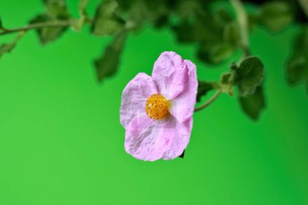 Fondo verde con flor rosa Cistus incanus, conocida como rosa roca. Enfocado en hermosa cabeza de flor de cistus.