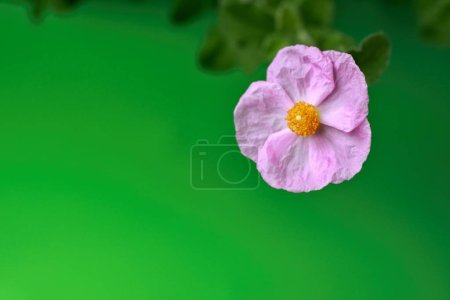 Green background with flowering pink Cistus incanus, known as rock rose.  Focused on beautiful flower head of cistus.