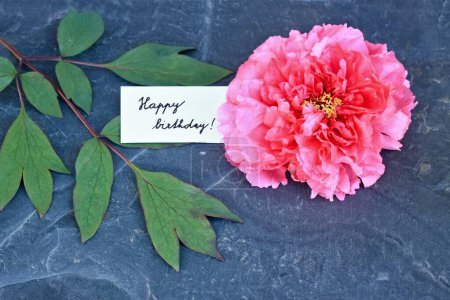 Happy Birthday Karte neben roten Blütenkopf von Baum-Pfingstrose platziert, lat. Paeonia suffruticosa. Geburtstagsgrußkarte mit wunderschöner chinesischer Baum-Pfingstrose-Blume und Blatt auf dem Stein.
