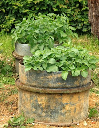 Potato plants cultivated in an old barrel cut in half, mulch on top.. Creative upcycling or recycling DIY idea in the garden. 