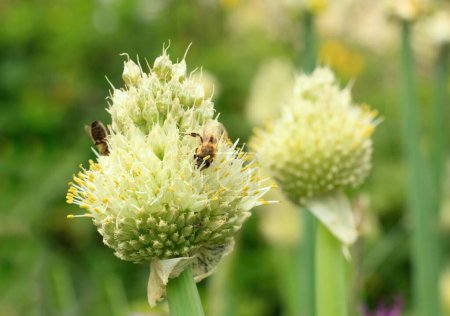 Blütenkopf von Allium fistulosum, das von Bienen geliebt wird und auch als Zwiebelstrauß bekannt ist. Blühender Zwiebelkopf im Garten, natürlicher Hintergrund.