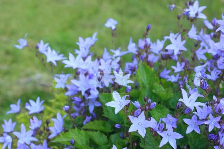 Flores de Bluebell, Lat. Campanula poscharskyana en el jardín. Planta de roca de floración favorita buena para el fondo natural.