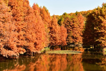 Photo for Photo of golden metasequoia trees near a pond in autumn - Royalty Free Image