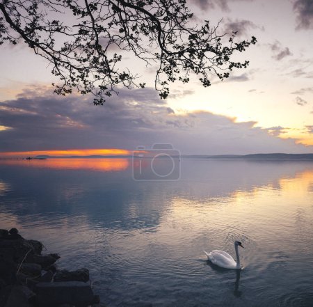 Téléchargez les photos : Coucher de soleil fantastique sur le lac Balaton avec cygne - en image libre de droit