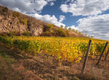 Wonderful vineyards at Tokaj in autumn