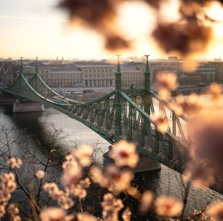 Schöne Freiheitsbrücke mit Mandelblüte in Budapest, Ungarn