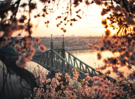 Photo for Beautiful Liberty Bridge with almond blossom in Budapest, Hungary - Royalty Free Image