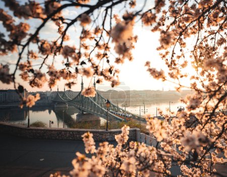 Schöne Freiheitsbrücke mit Mandelblüte in Budapest, Ungarn