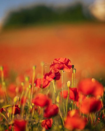 Photo for Wonderful poppy flowers in the field in spring - Royalty Free Image