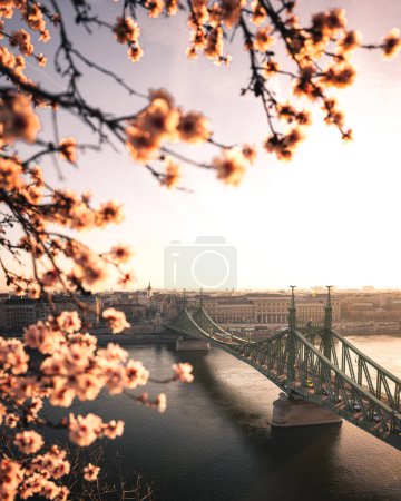 Photo for Beautiful Liberty Bridge with almond blossom in Budapest, Hungary - Royalty Free Image