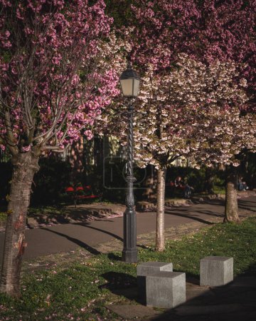 Blühende rosa japanische Kirschbäume an der Arpad Toth Promenade, Budapest