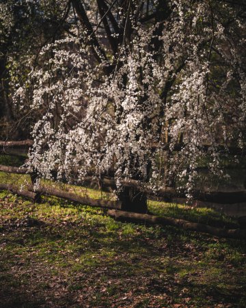 Photo for Nice blossoming tree in spring - Royalty Free Image