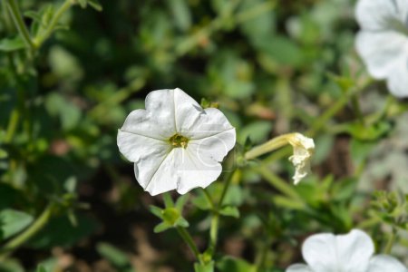 Photo for Large white petunia flowers - Latin name - Petunia axillaris - Royalty Free Image