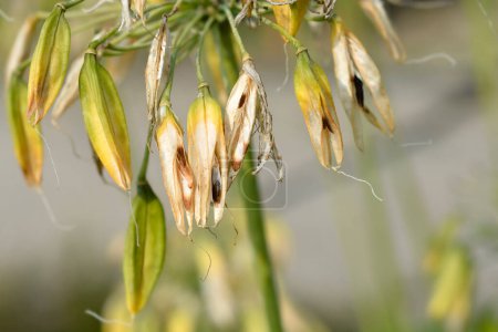Foto de Vainas de semillas de lirio africano - Nombre latino - Agapanthus africanus - Imagen libre de derechos